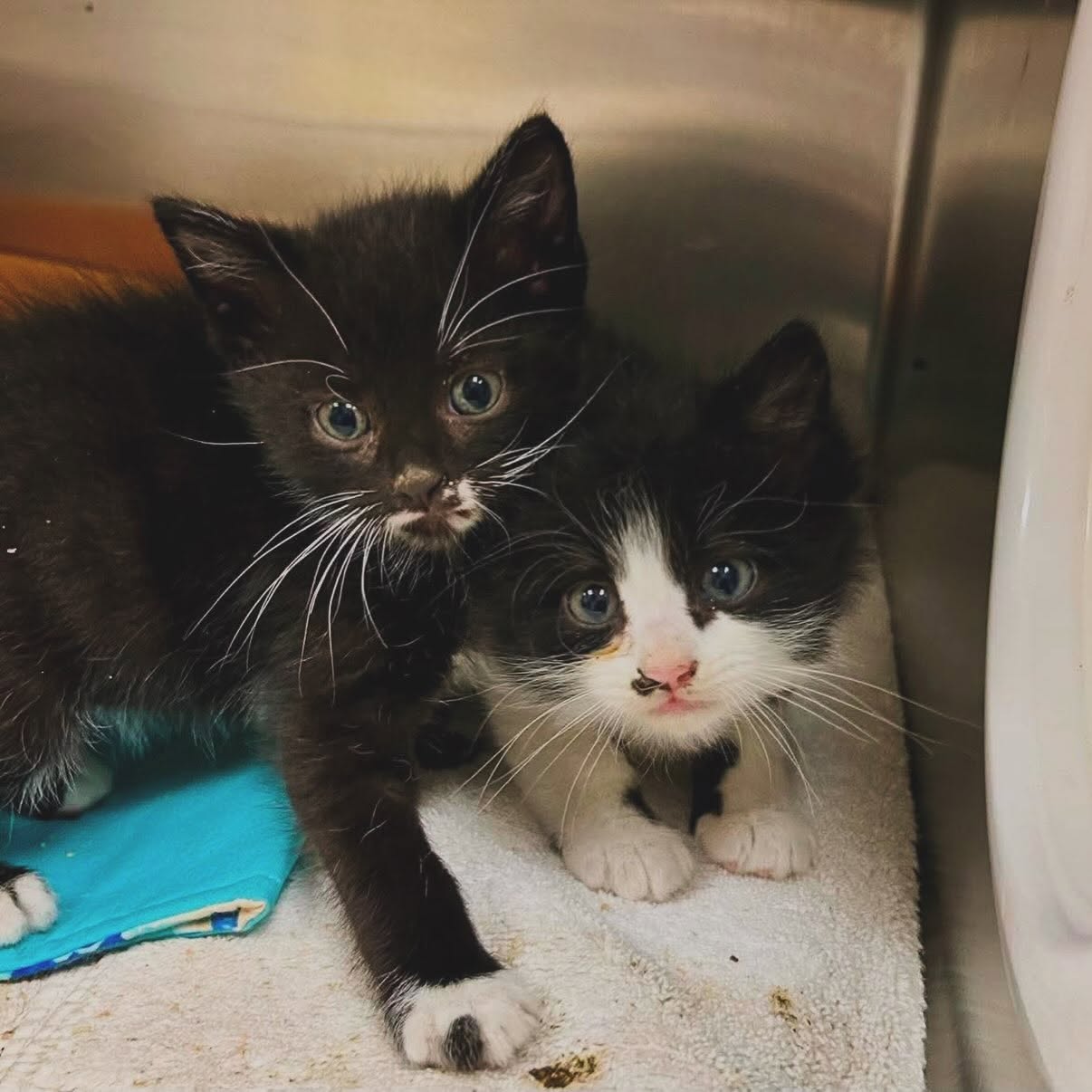 Kittens