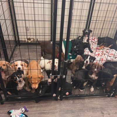Puppies